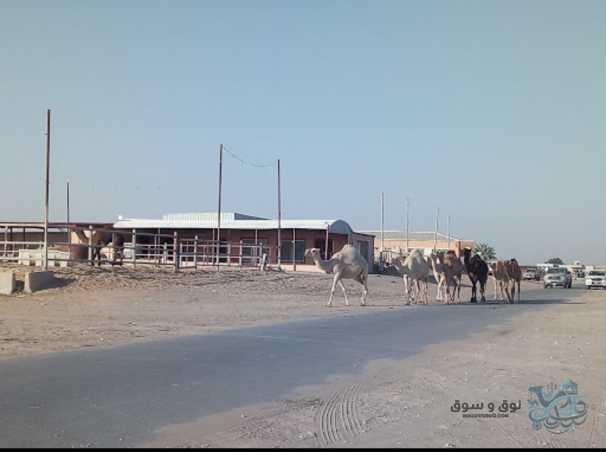 58-سوق-الإبل-بالأحساء
