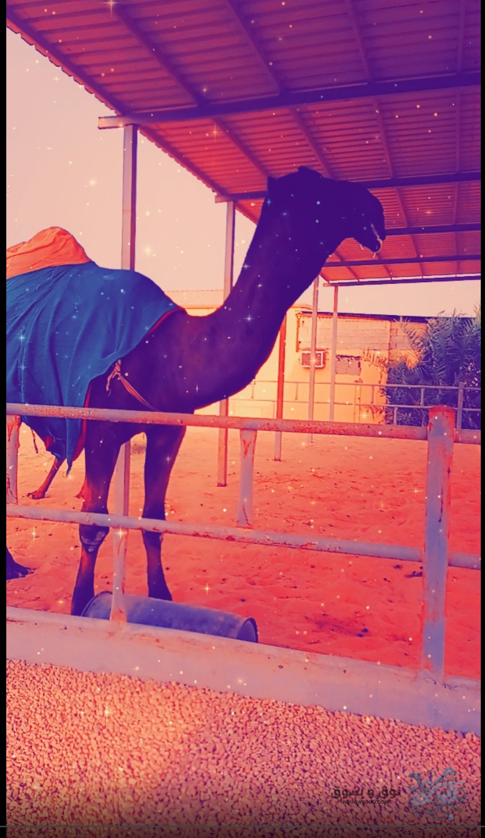 58-سوق-الإبل-بالأحساء