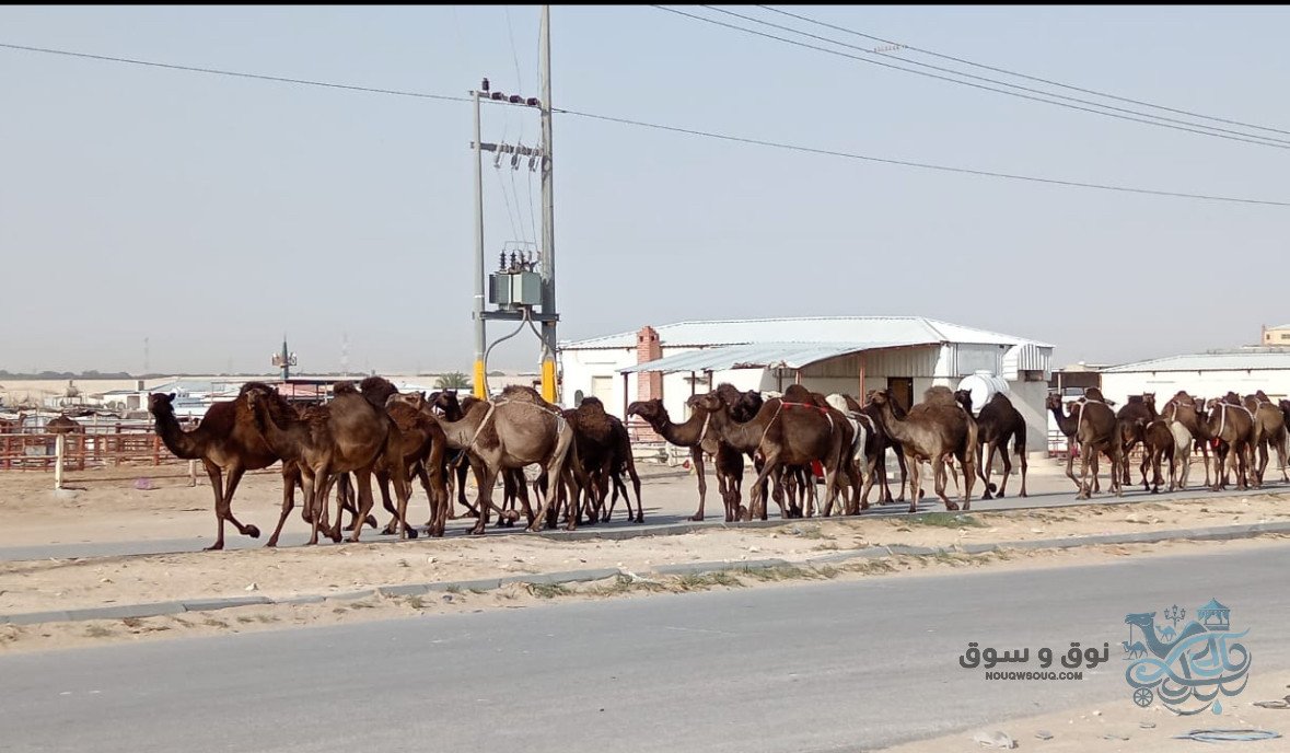 58-سوق-الإبل-بالأحساء